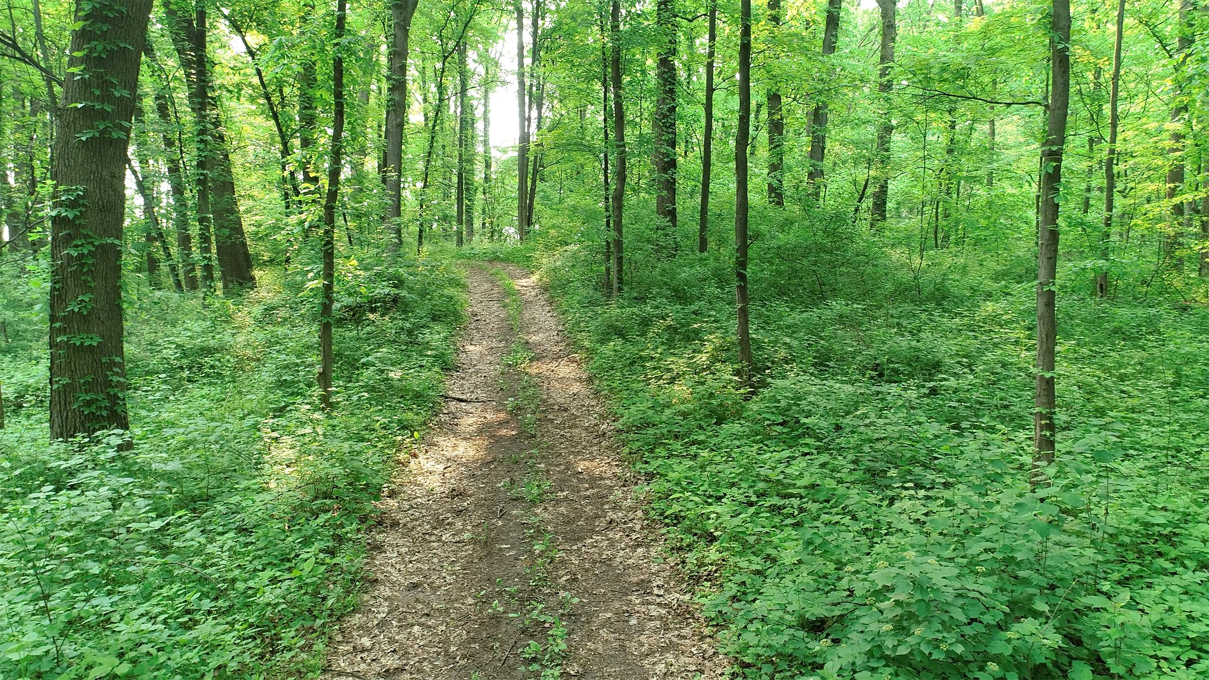 Van Buren County, Michigan farmland - LAND AUCTION - 194+/- ACRES OFFERED IN 5 TRACTS IN VAN BUREN COUNTY, MICHIGAN